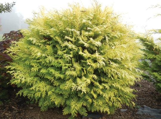 Night Light® Hinoki Cypress