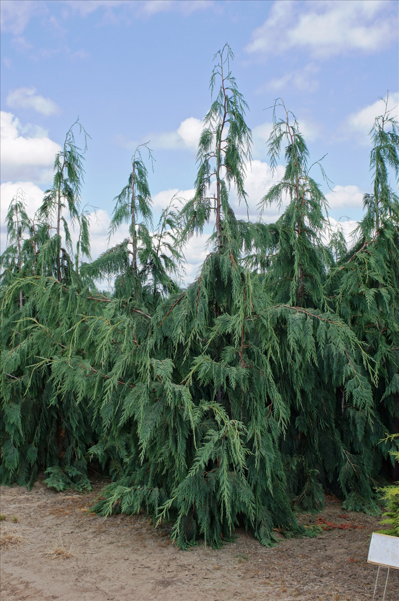 Chamaecyparis nootkatensis 'Glauca Pendula'