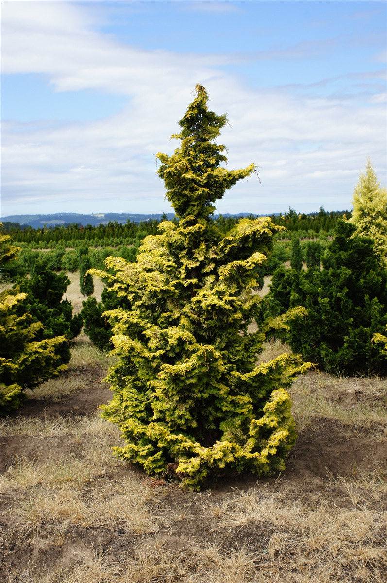 Chamaecyparis obtusa 'Aurea'
