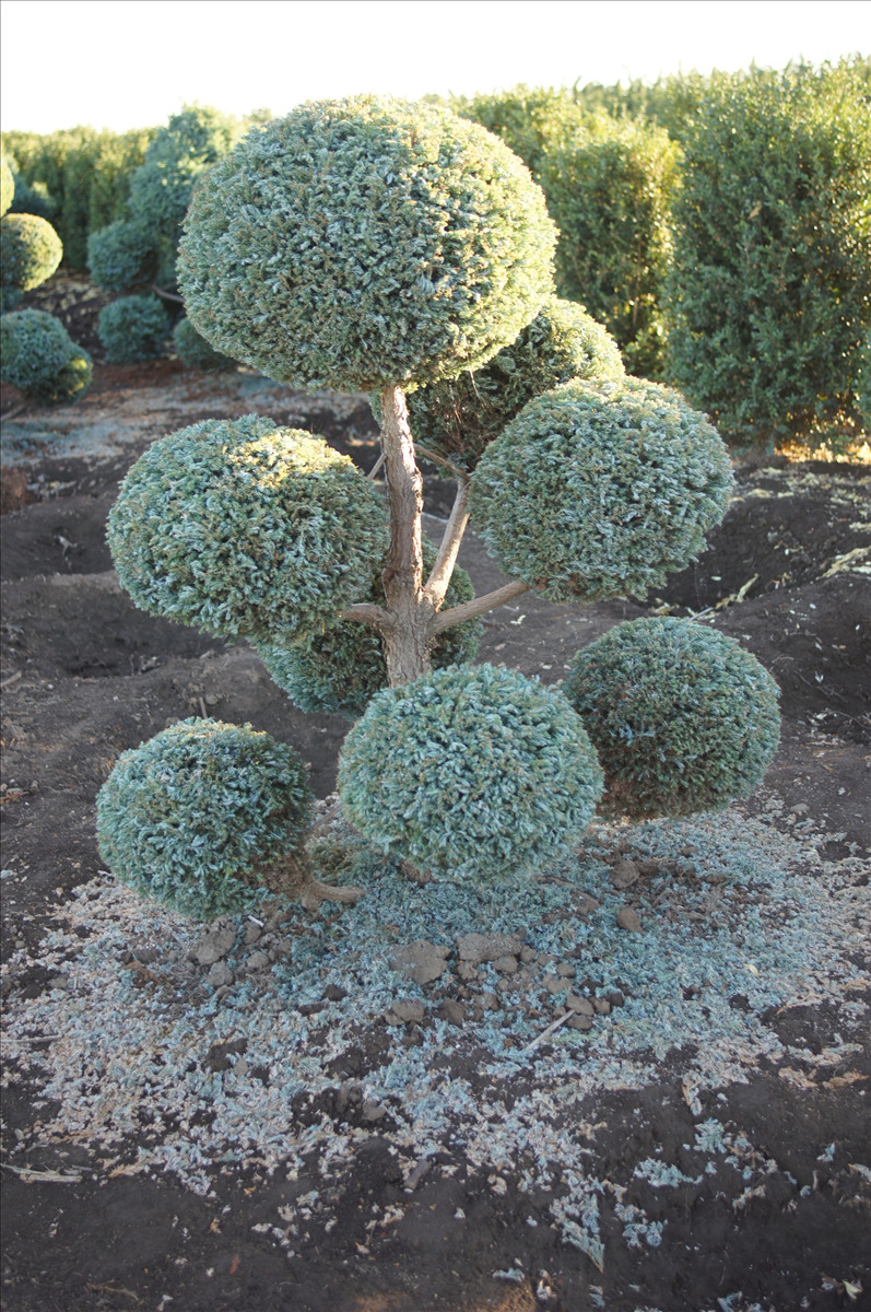 Chamaecyparis pisifera 'Cyano-Viridis' Topiary