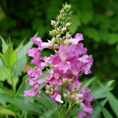 Chitalpa ‘NCZC1’ PPAF (El Nino™ Desert Orchid)