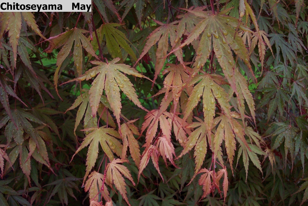 Acer palmatum 'Chitoseyama'