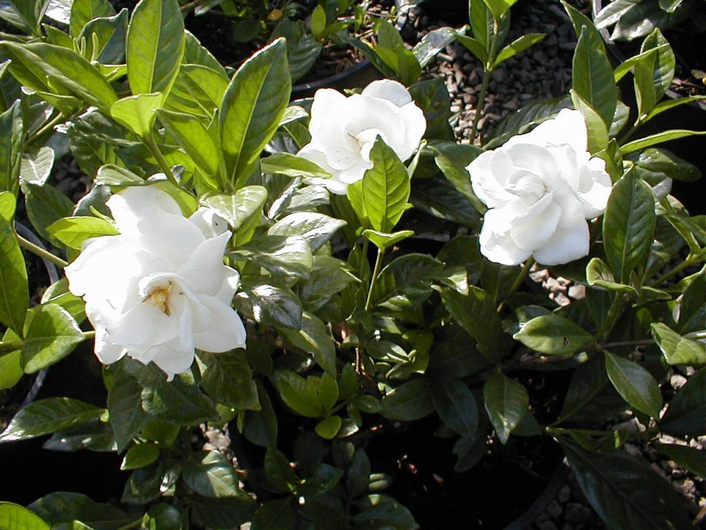 Gardenia Chuck Hayes  Hardy Gardenia