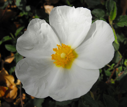 Cistus x hybridus