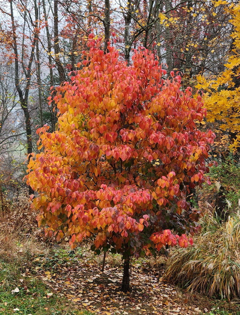 Cloudburst™ Dogwood