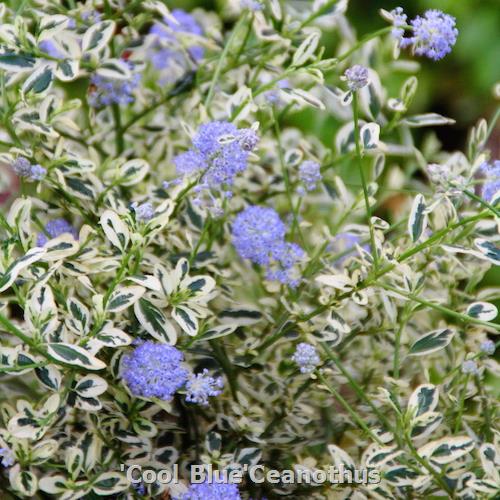 'Cool Blue’ Ceanothus 