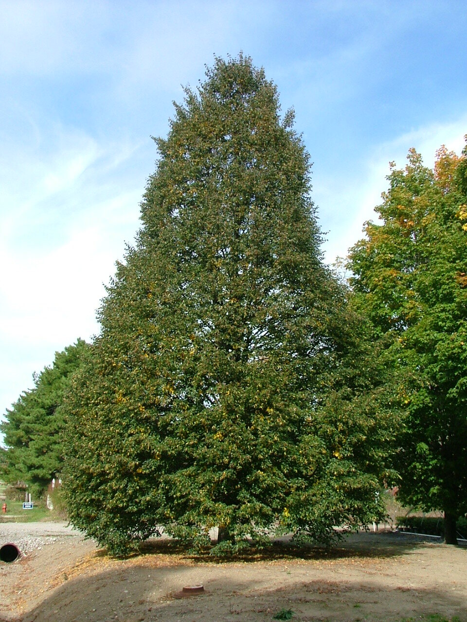 Tilia cordata 'Corzam'