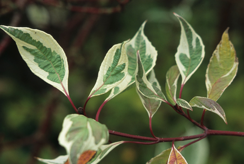 Cornus alba 'Elegantissima'