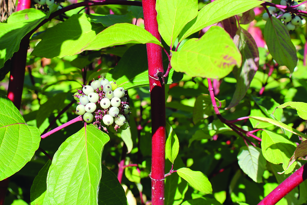 Cornus baileyi