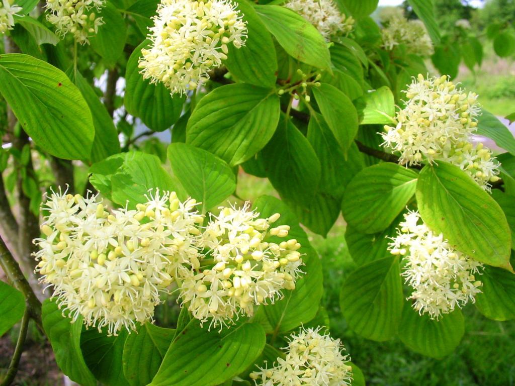 Cornus controversa