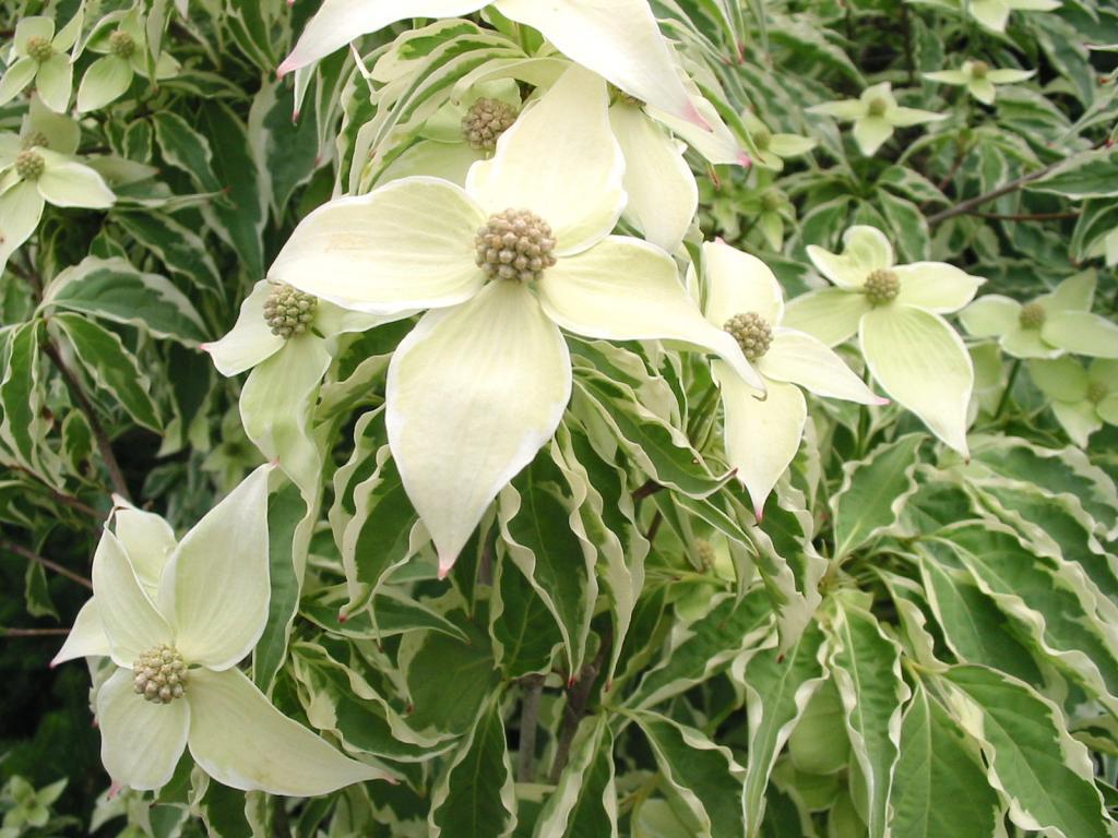 Cornus kousa 'Wolf Eyes'