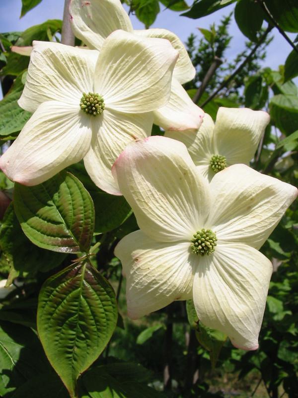 Cornus x 'Rutban'