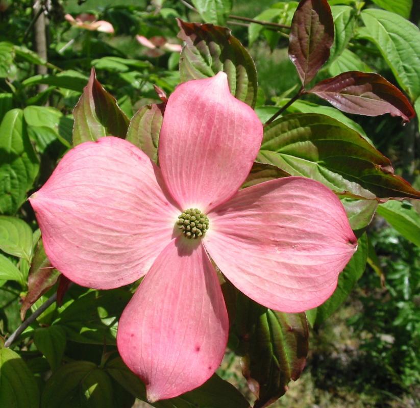 Cornus x 'Rutgan'