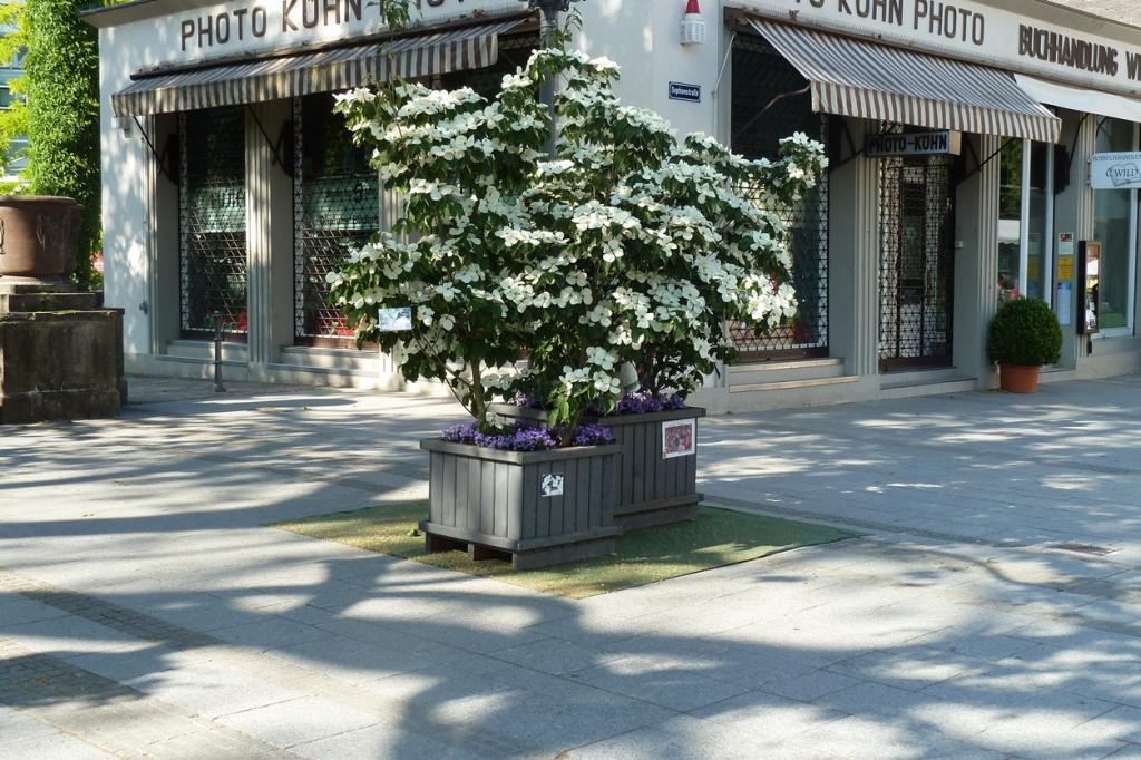 Cornus kousa x nuttallii 'KN30-8' PP16309
