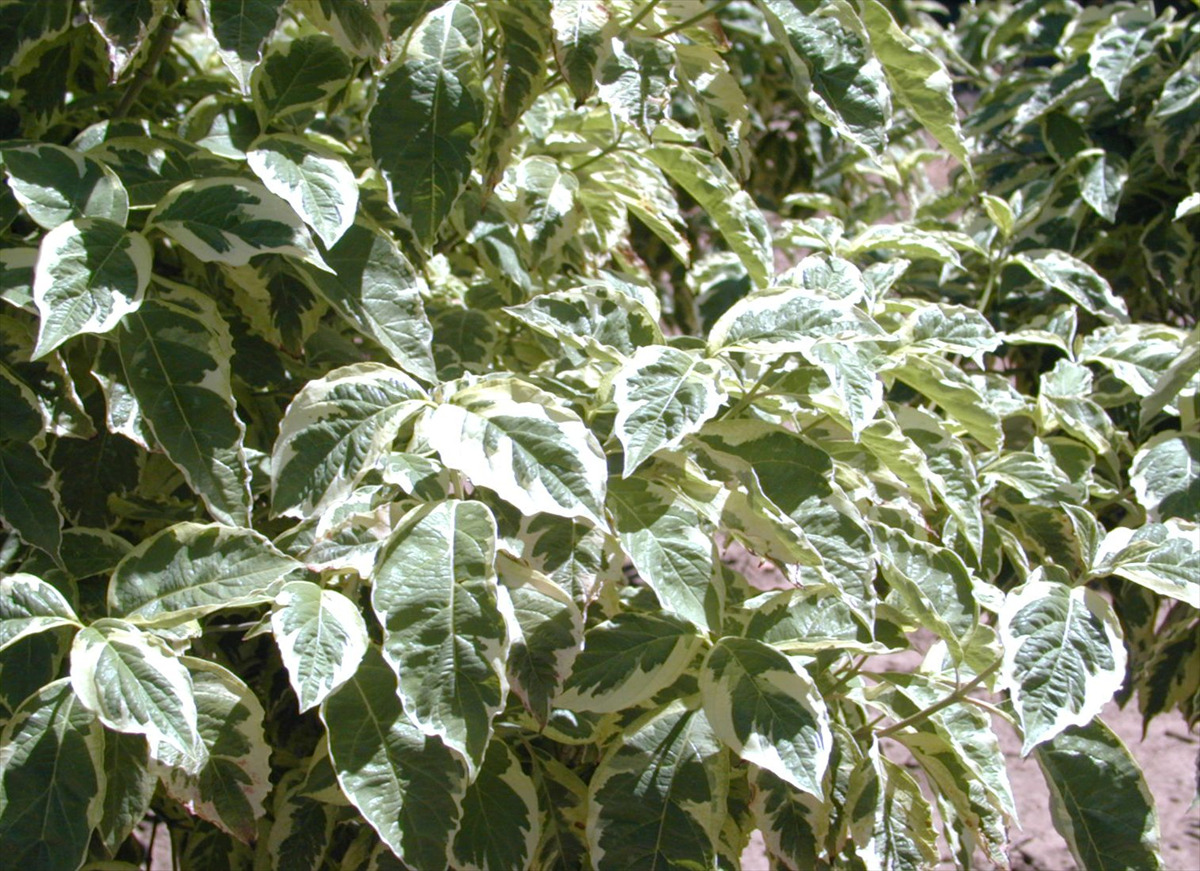 Cornus florida 'Daybreak'