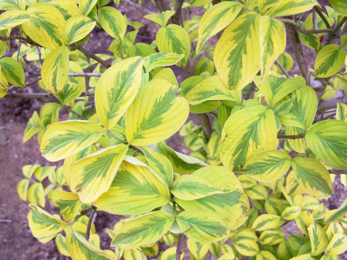 Cornus florida 'Sunset'