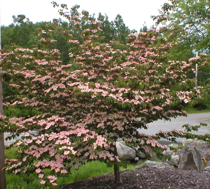 Cornus kousa 'Satomi'
