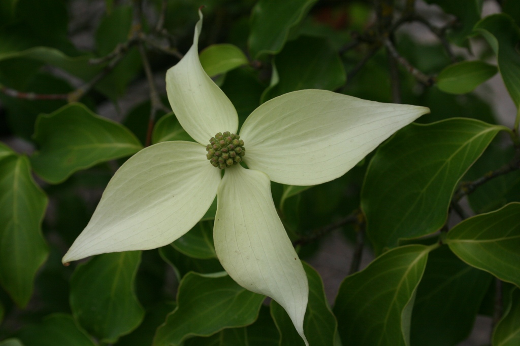 Cornus kousa var. chinensis 'Milky Way'