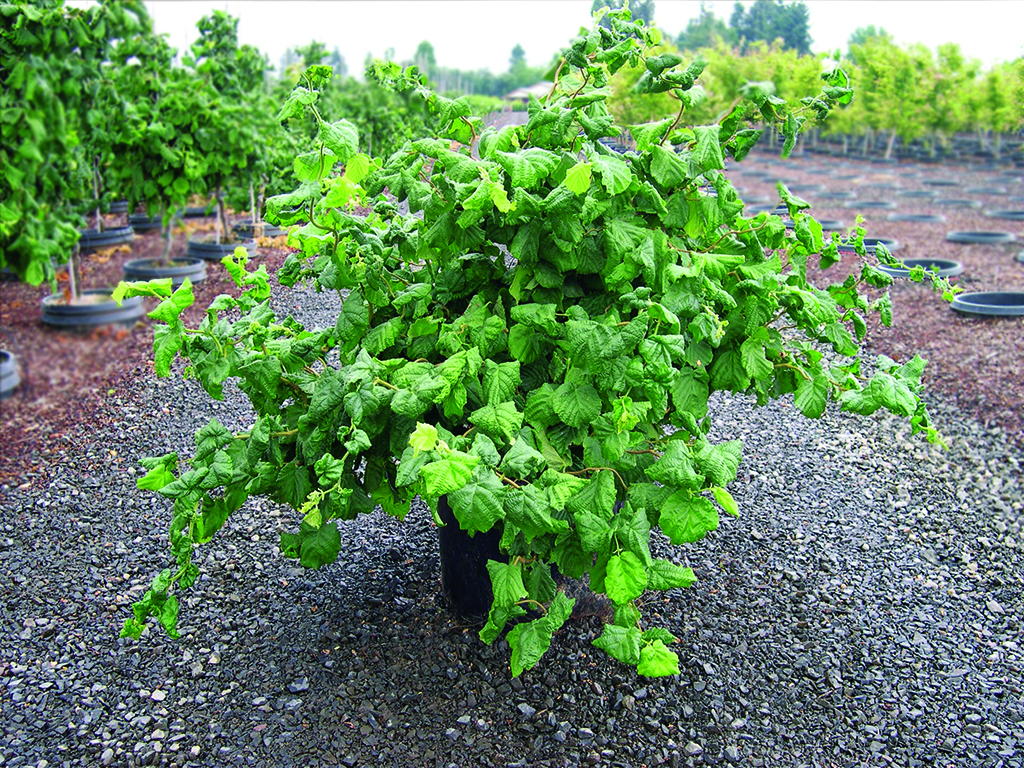 Corylus avellana 'Contorta'