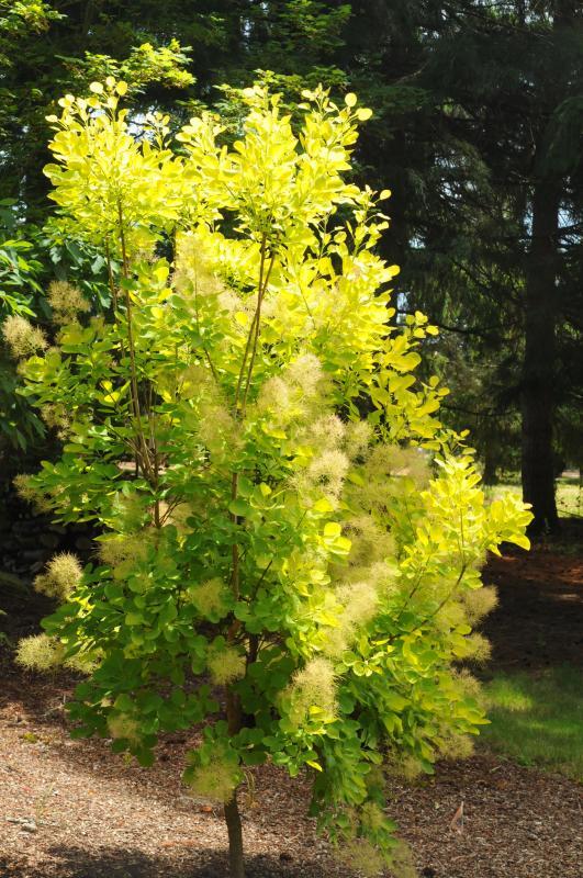 Cotinus coggygria 'Ancot' PP13082