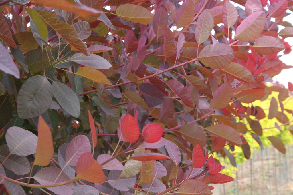 Cotinus coggygria 'Grace' Espalier