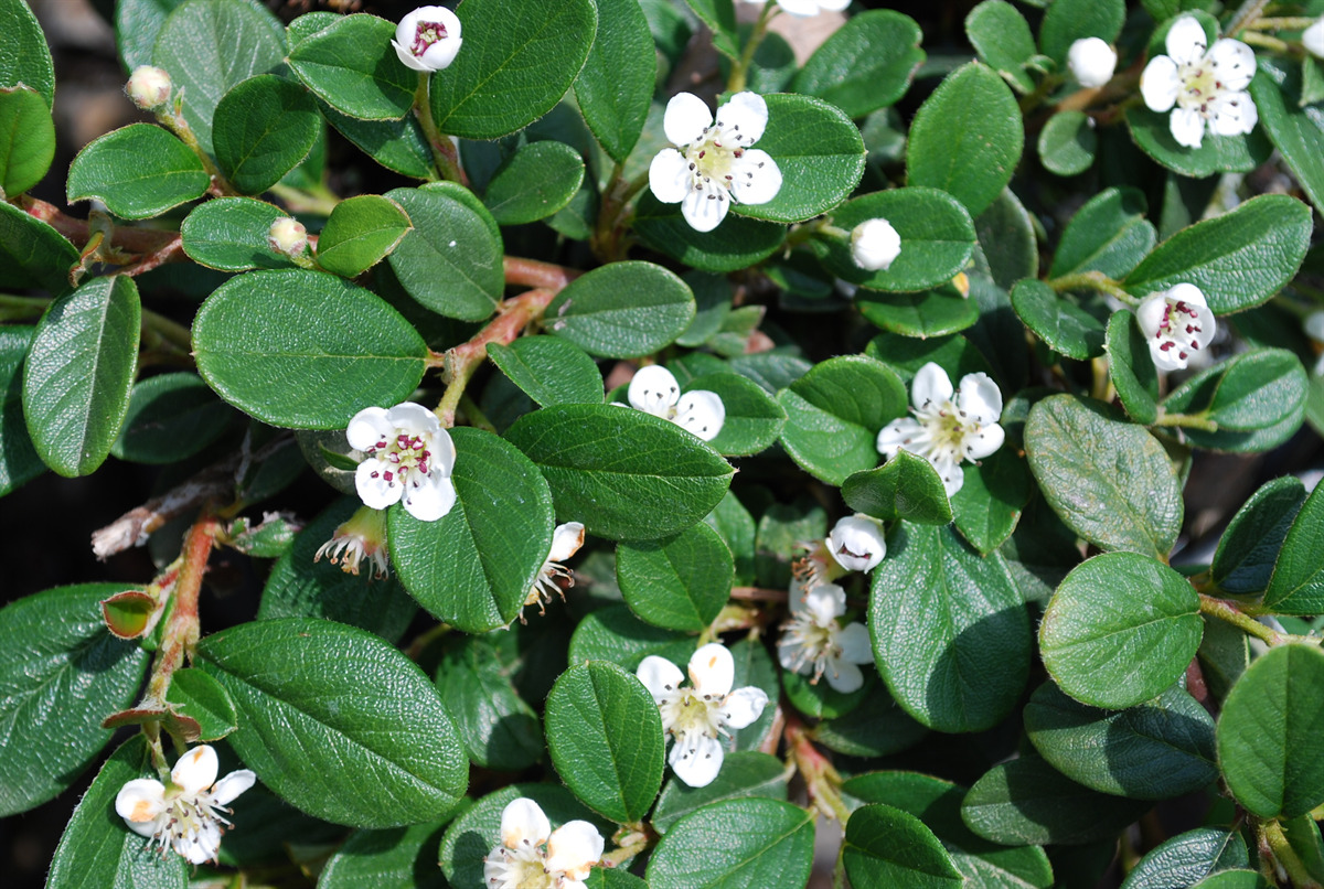 Cotoneaster dammeri