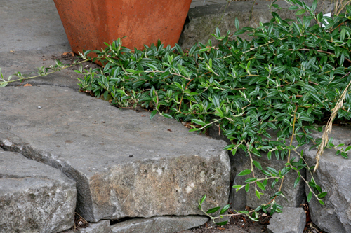 Cotoneaster salicifolius 'Repens'