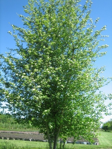 Crataegus douglasii