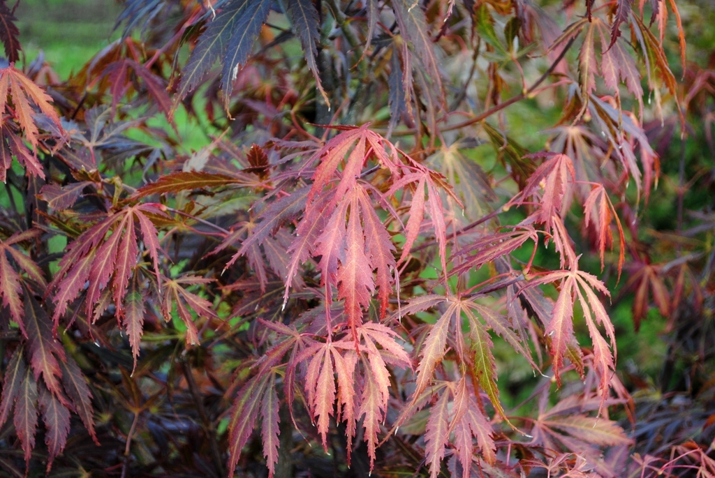 Acer palmatum 'Crimson Carole'