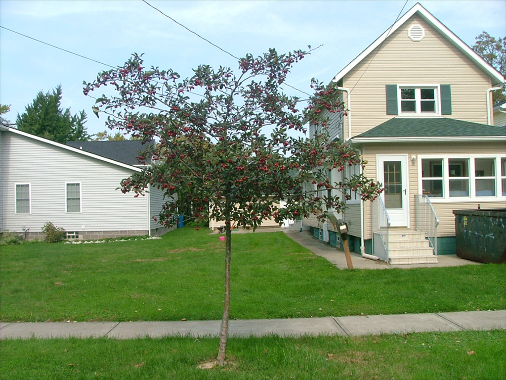 Crataegus crus-galli 'Cruzam'