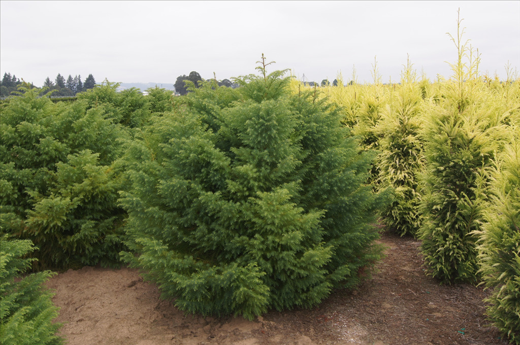 Cryptomeria japonica 'Elegans Aurea'