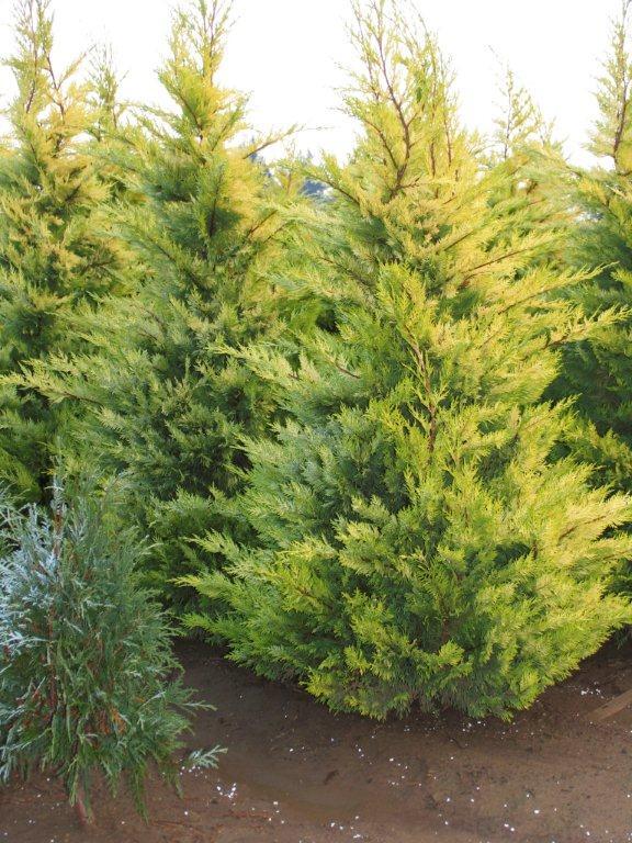 Cupressus leylandi 'Gold Rider'