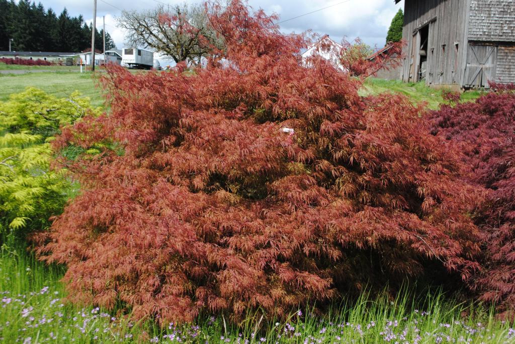 Acer palmatum var. dissectum 'Baldsmith'