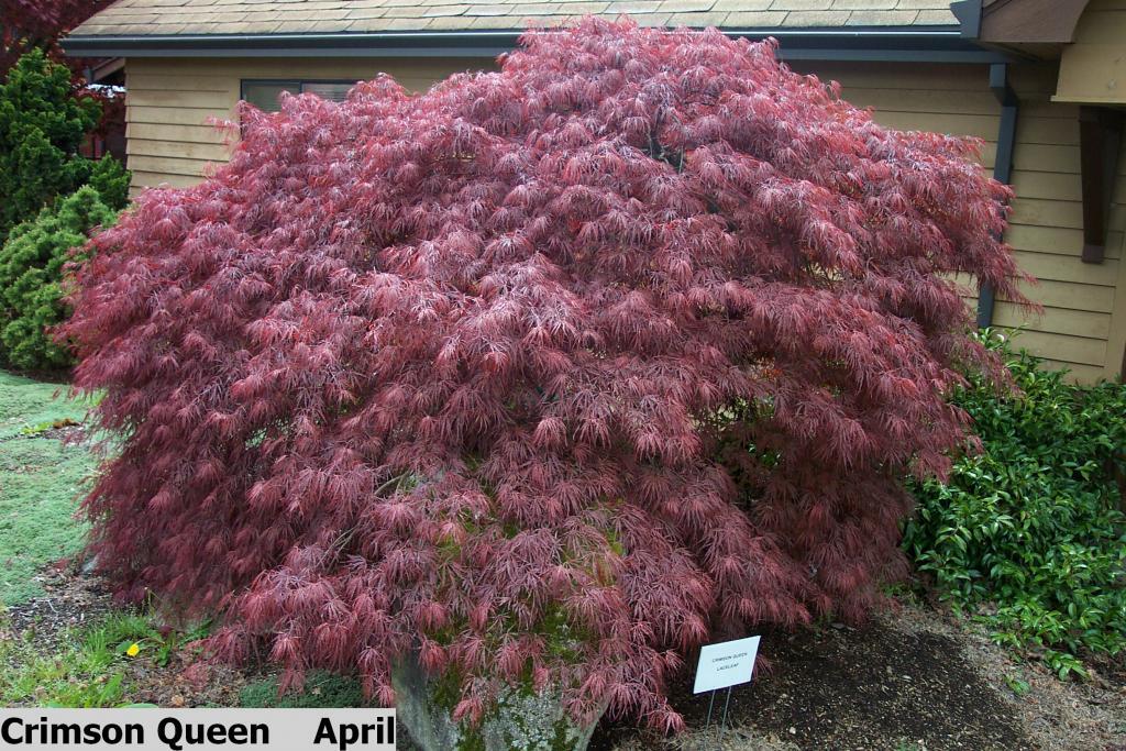 Acer palmatum var. dissectum 'Crimson Queen'