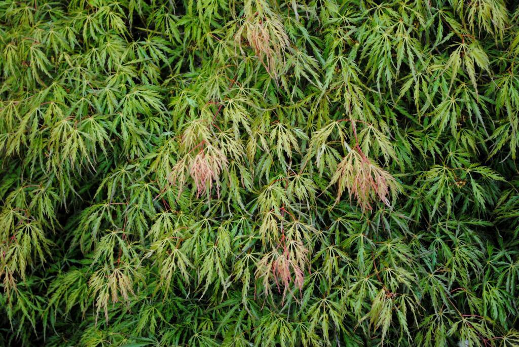 Acer palmatum var. dissectum 'Green Hornet'