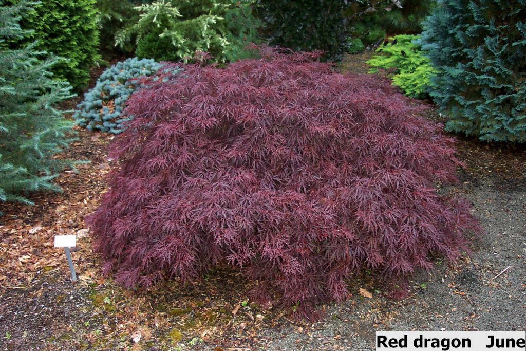 Acer palmatum var. dissectum 'Red Dragon'