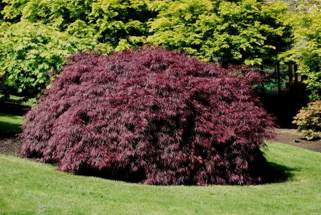 Acer palmatum var. dissectum 'Tamukeyama'