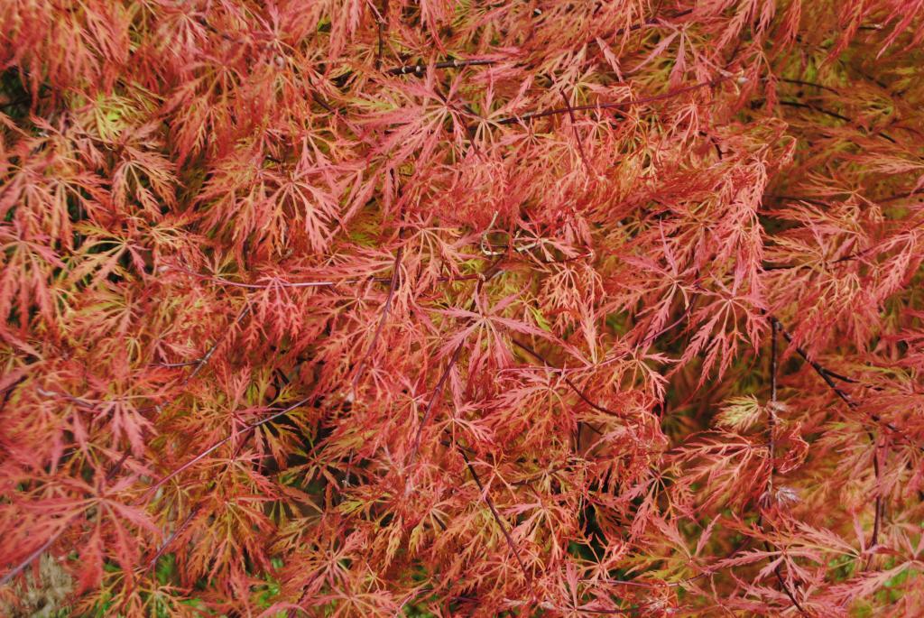 Acer palmatum var. dissectum 'Watnong'