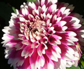 Dahlia 'Fuzzy Wuzzy'