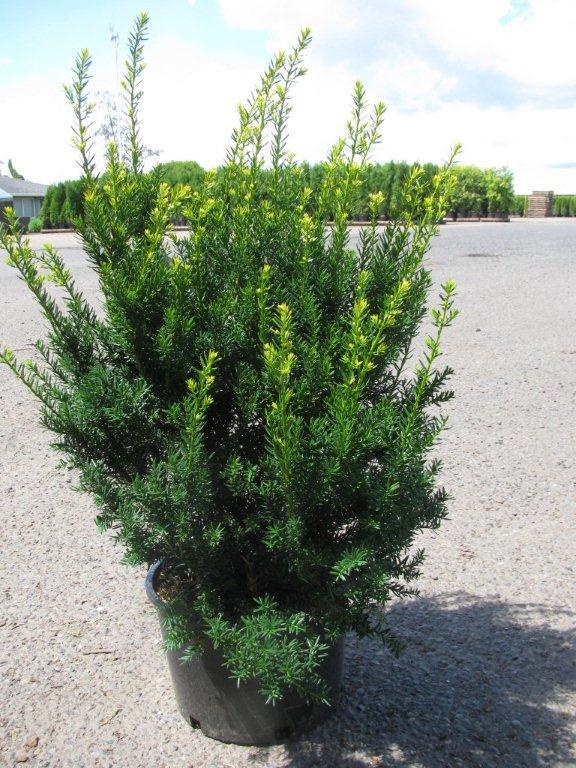 Taxus x media 'Dark Green Spreader'