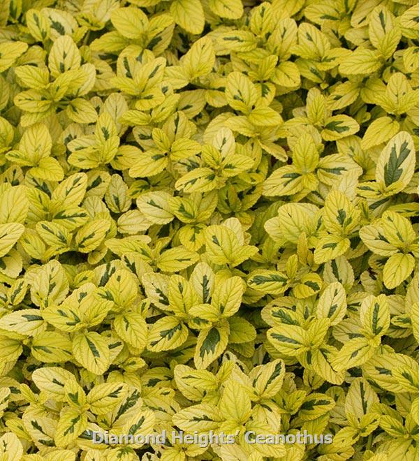 Diamond Heights Ceanothus 