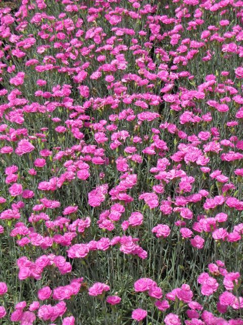 Pink Fire Dianthus