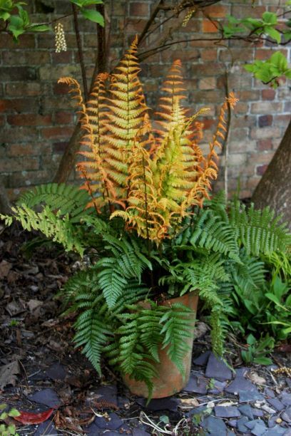 Alpine Wood Fern 'Jurassic Gold'