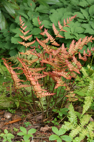Dryopteris erythrosora