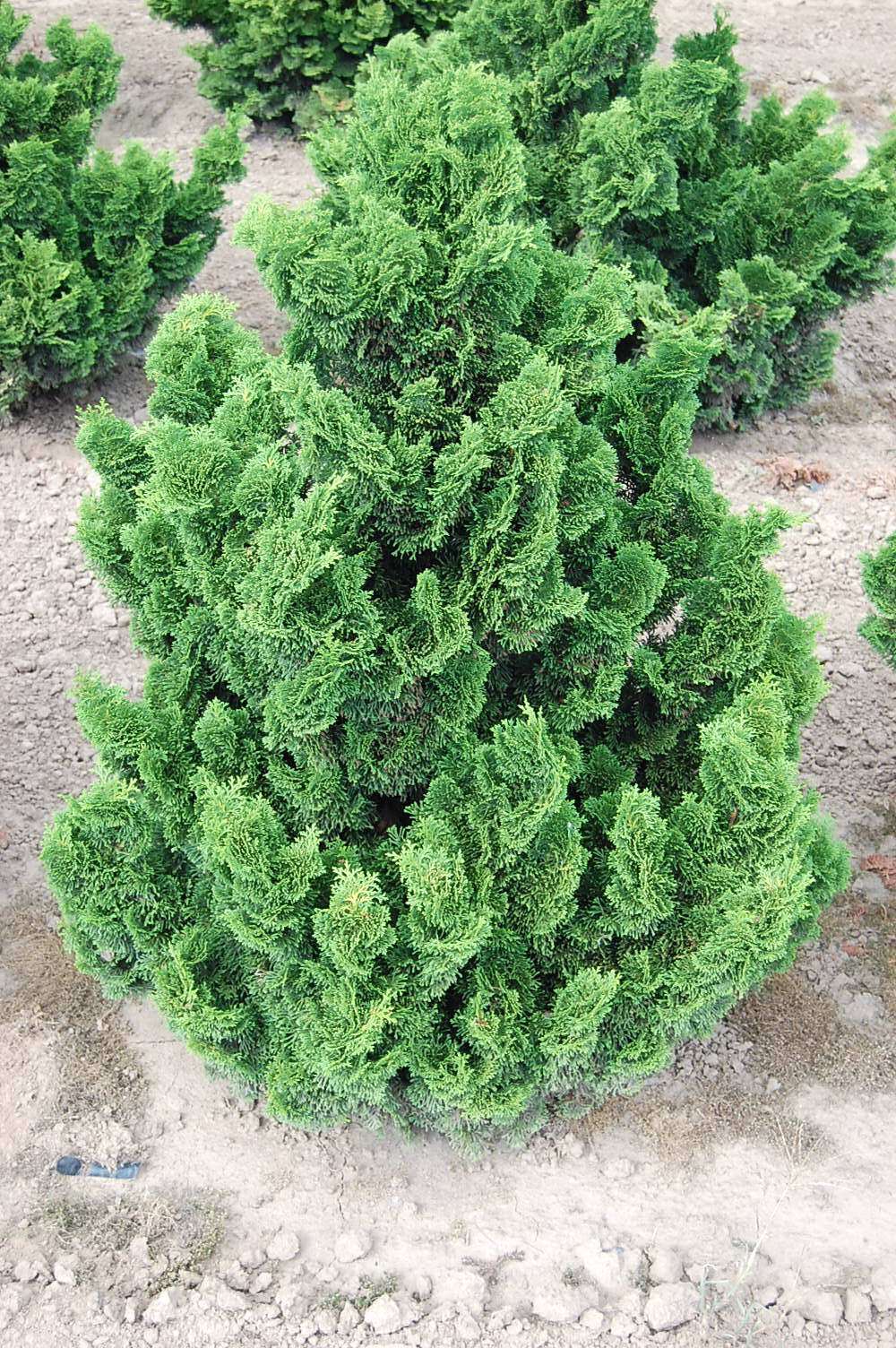 Chamaecyparis obtusa 'Nana Gracilis'
