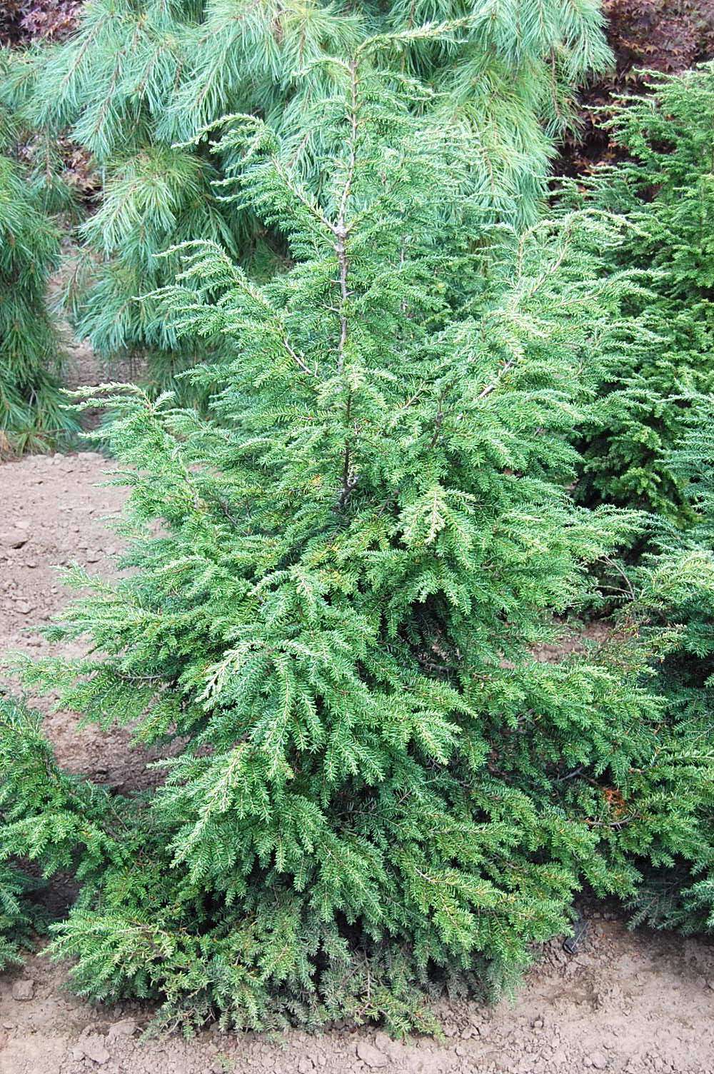 Cedrus deodara 'Devinely Blue'