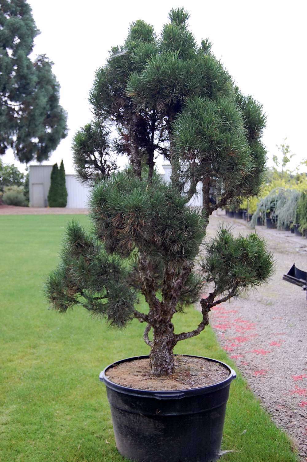 Pinus sylvestris ‘Globosa Viridis’