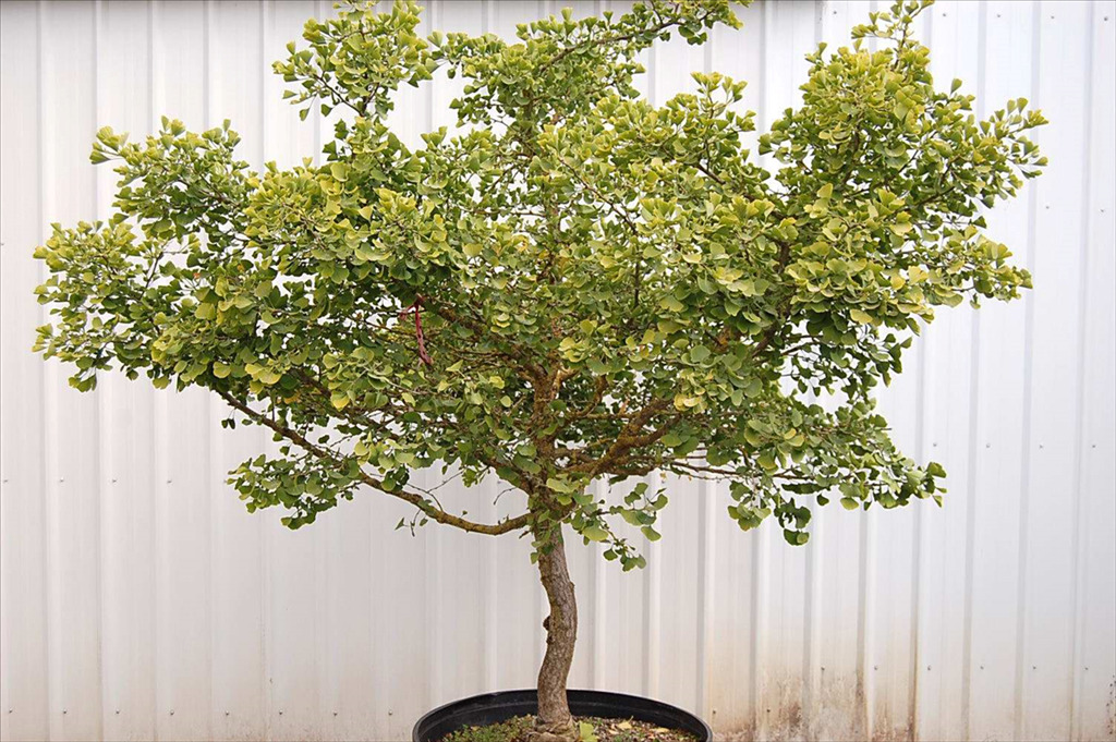 Ginkgo biloba 'Jade Butterfly'