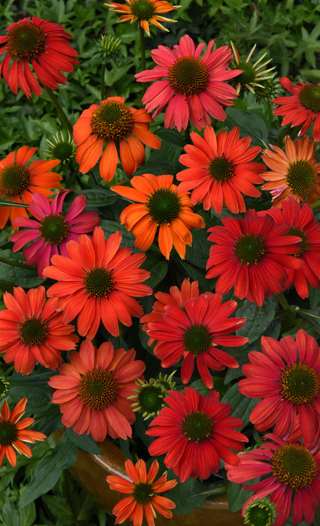 Artisan™ Coneflower 'Red Ombre'