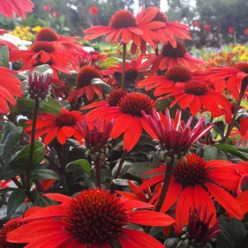 Panama™ Red Coneflower